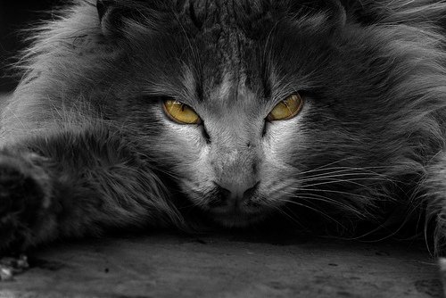 kedi.jpg