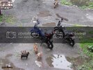 SAM_6213_zps45117134.jpg SAM_6213_zps45117134.jpg