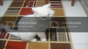 DSC01289_zps8da119d7.jpg