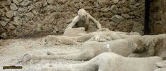 Pompei sehri hakkindaki soylentiler 696x298
