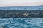 KzlDeniz0403.jpg