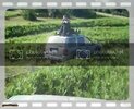th_SL270442.jpg