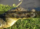 Jacare2.jpg Jacare2.jpg
