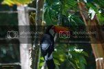 Tucan.jpg Tucan.jpg