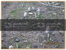 ekerBayram-Kamp087.jpg