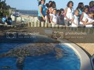 PraiaDoForte060.jpg PraiaDoForte060.jpg