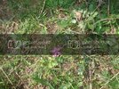 DSC07107.jpg