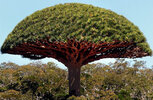 Socotra_Island_09.jpg
