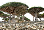 Socotra_Island_10.jpg
