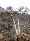 Socotra_Island_11.jpg