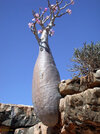 Socotra_Island_12.jpg