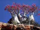 Socotra_Island_15.jpg
