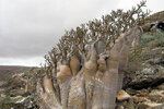 Socotra_Island_16.jpg