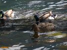 Gideros-Duck2.jpg