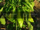 gkeada04-10eyll2011143.jpg