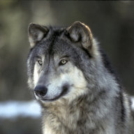 AloneWolF25