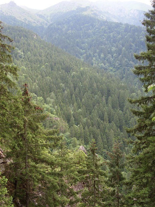 sdc10029proc14.jpg
