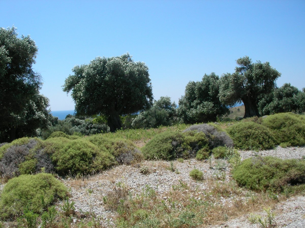 s97a.jpg