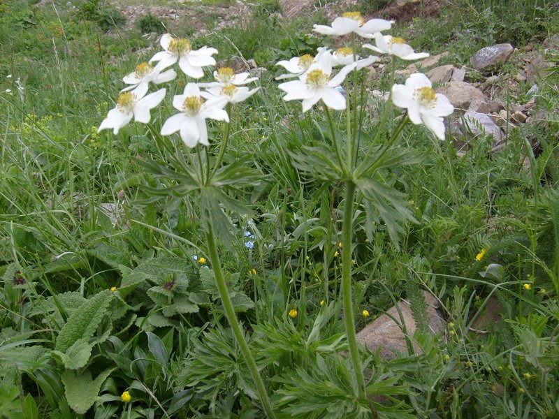 S6302542.jpg