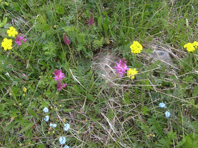 S6302546.jpg