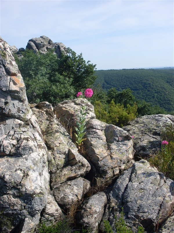 113f.jpg