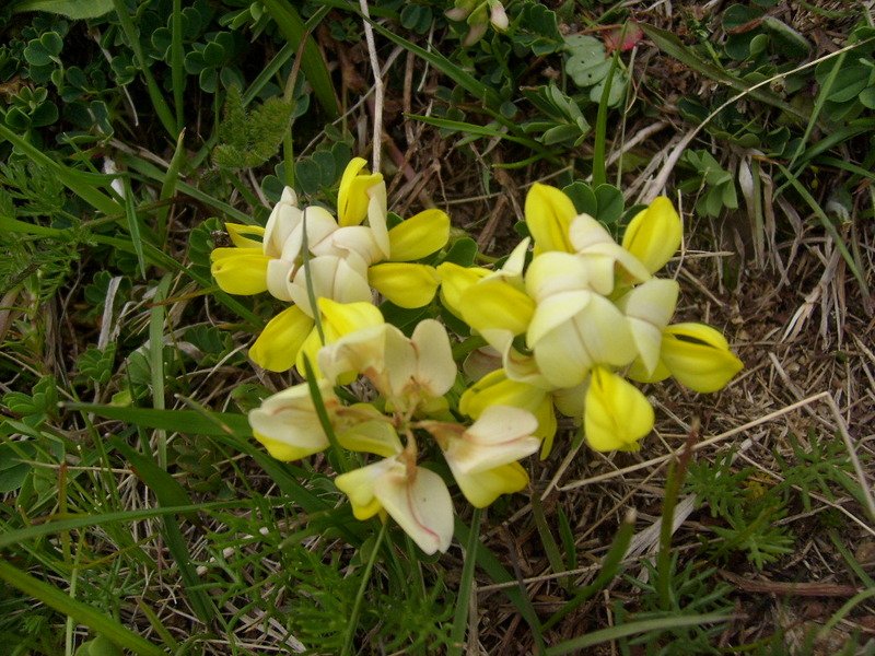 S6302518.jpg