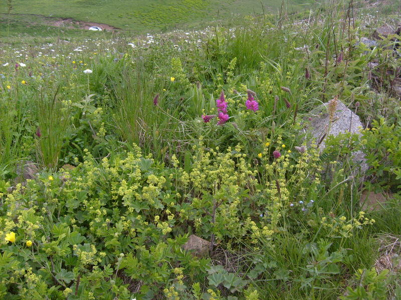 S6302533.jpg