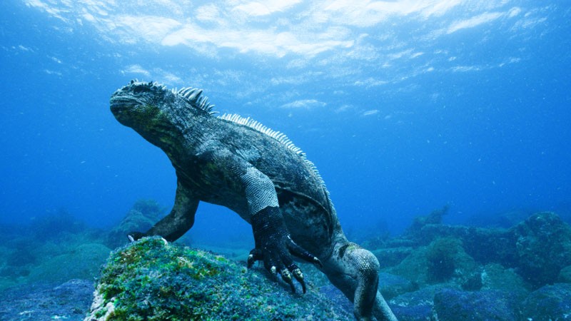 galapagos6.jpg