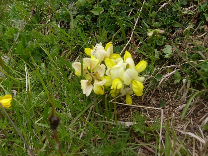 S6302519.jpg