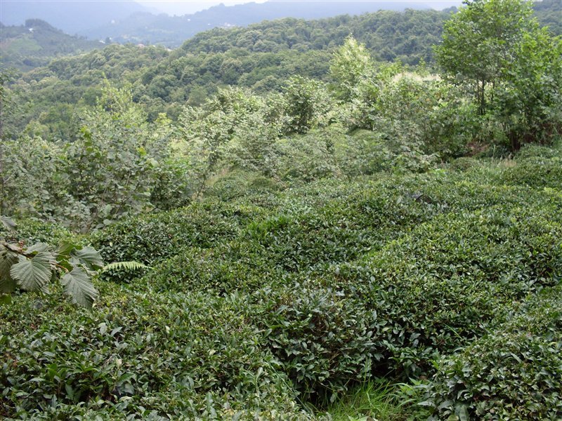 sdc10095proc13.jpg