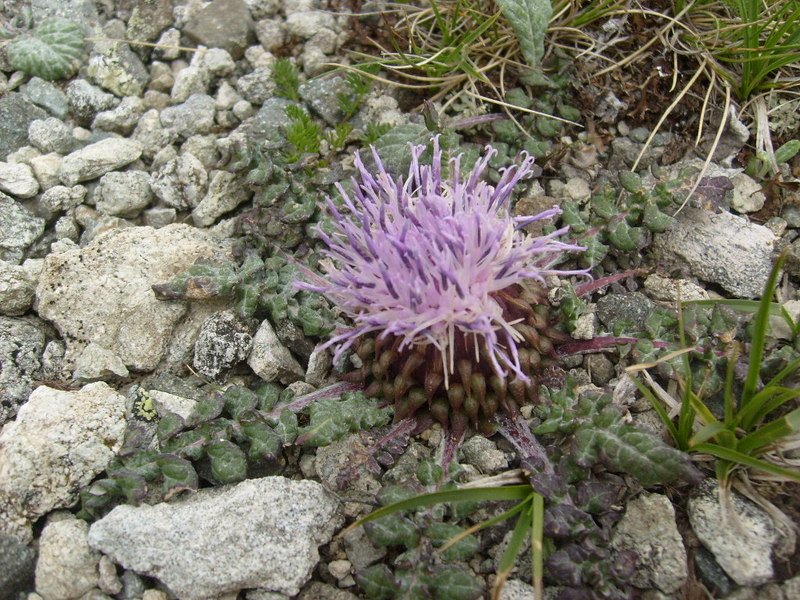 S6302520.jpg
