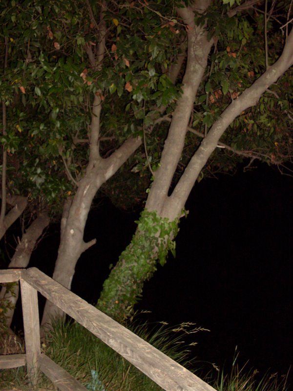 sdc10025proc2.jpg
