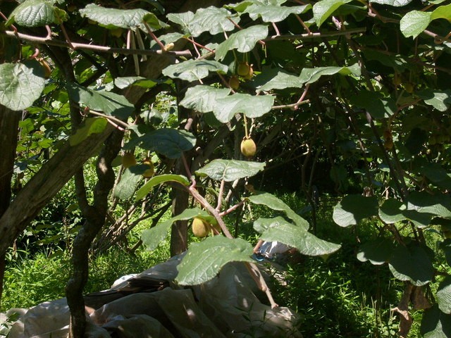 S6302401.jpg