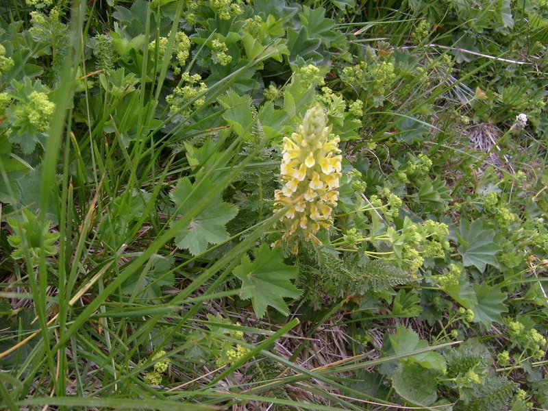 S6302549.jpg