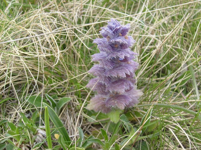 S6302508.jpg