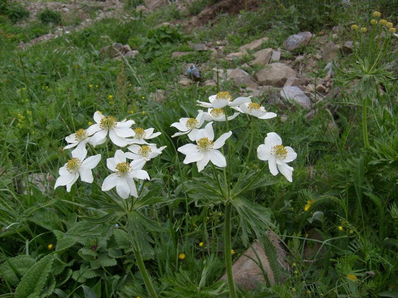 S6302541.jpg