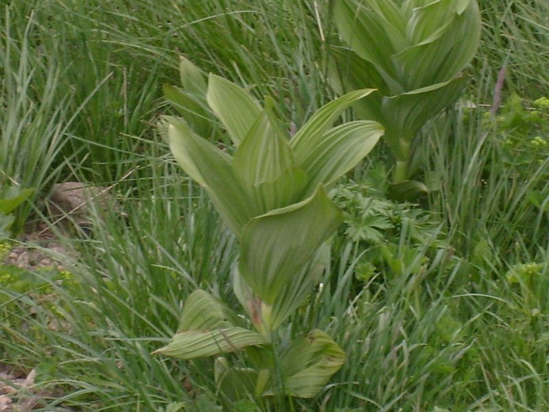 S6302535.jpg