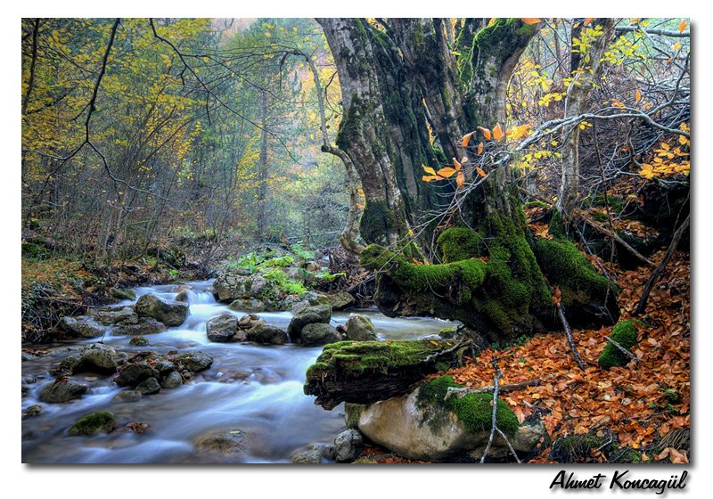 bolu21.jpg