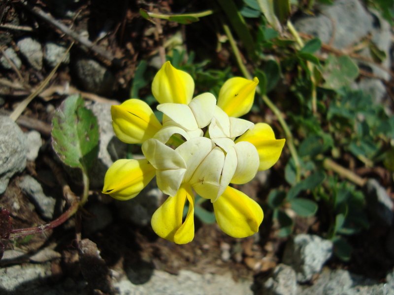 dsc01031y0.jpg