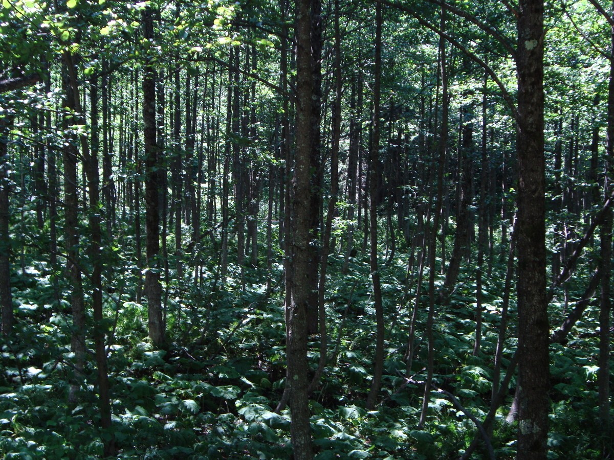 dsc01634x.jpg